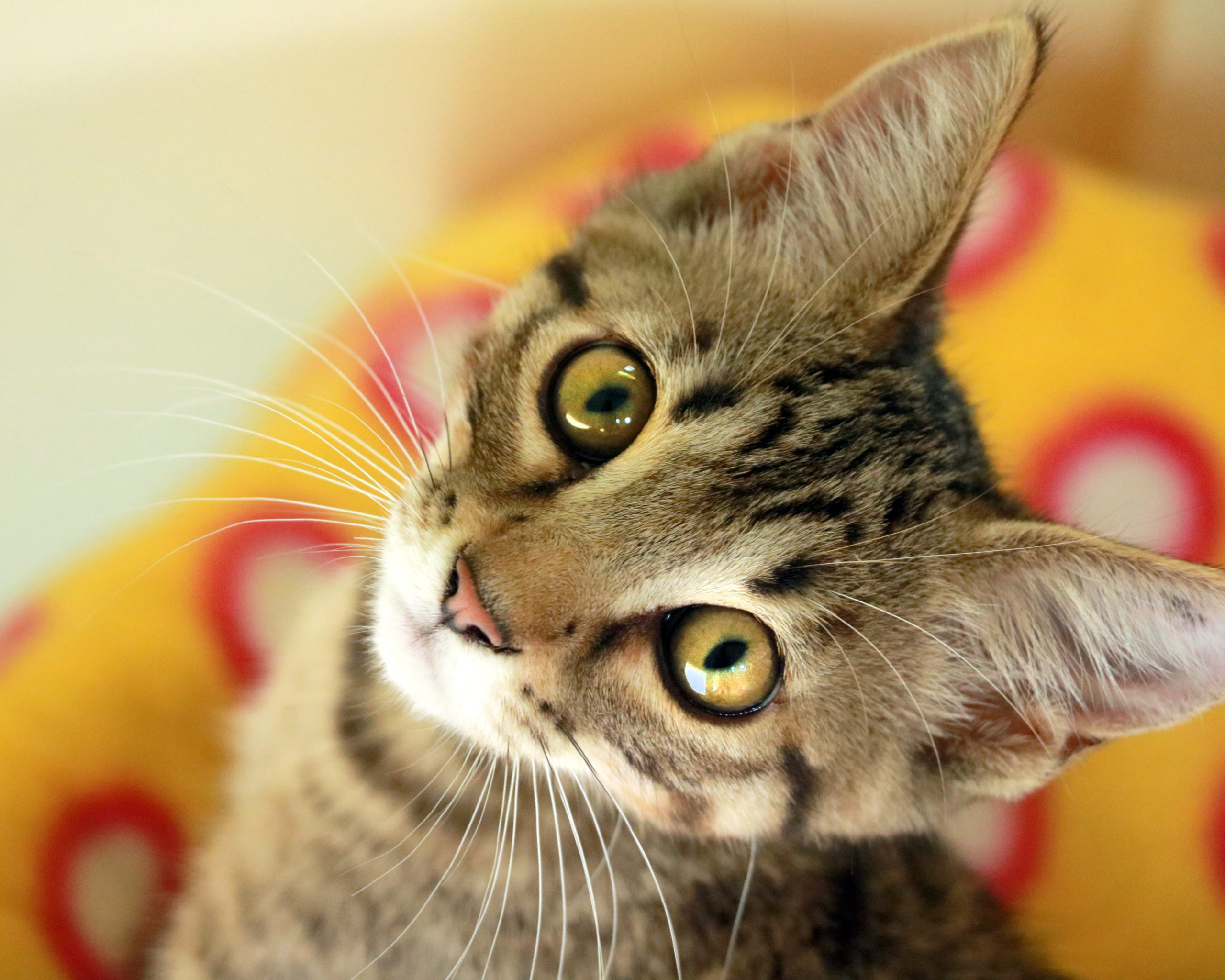 Kitten