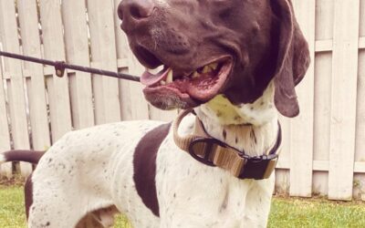 From “failed” hunting dog to forever friend