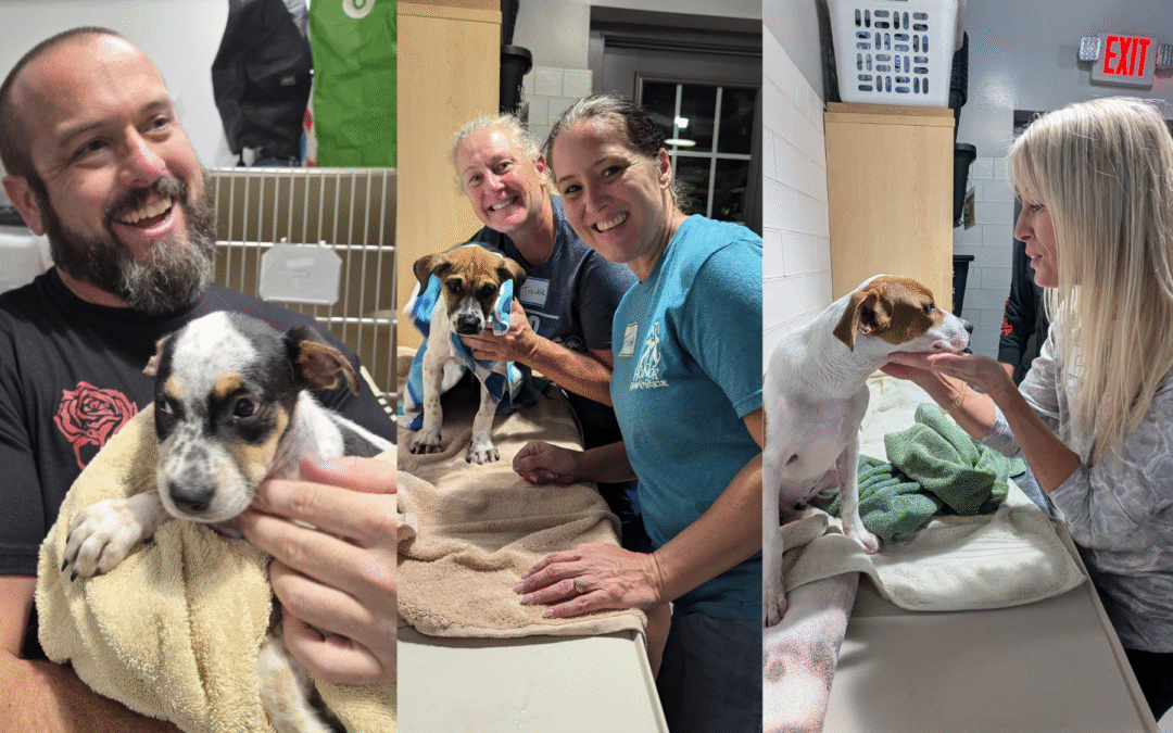 Nate’s Honor Animal Rescue Center Hosts Third Annual Adult Camp