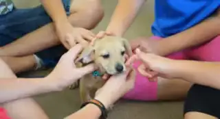 Become A Volunteer Block