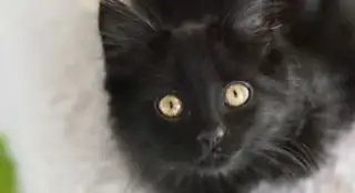 adopt donate or volunteer